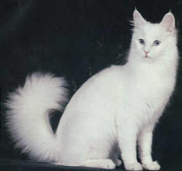 Angora
